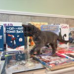 Juniper the cat browsing books