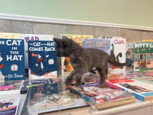 Juniper the cat browsing books