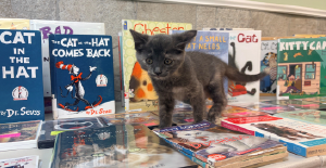 Juniper the cat browsing books