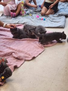 Litter of kittens