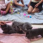 Litter of kittens